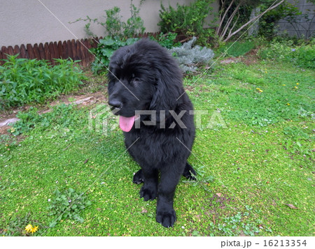 ニューファンドランドアイリッシュ・セッターの子犬 ニューファンドランドアイリッシュ・セッターの子犬 16213354