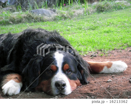 くつろぐ犬 バーニーズ マウンテンドッグの写真素材