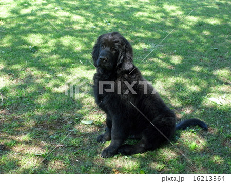 ニューファンドランドとアイリッシュ・セッターの子犬 16213364