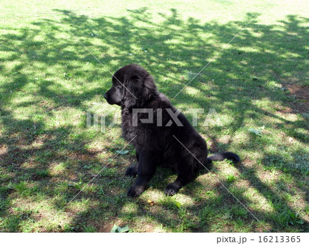 ニューファンドランドとアイリッシュ・セッターの子犬 ニューファンドランドとアイリッシュ・セッターの子犬 16213365