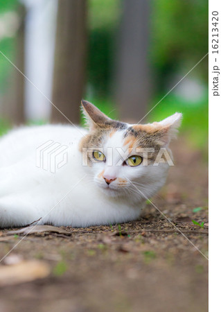 リラックスするのらねこ 16213420