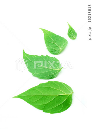 leaf on white background 16213618