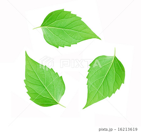 leaf on white background leaf on white background 16213619