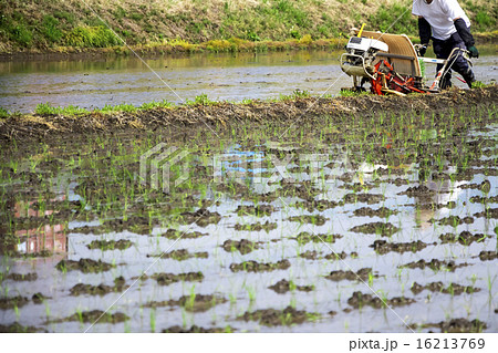 田植え 16213769