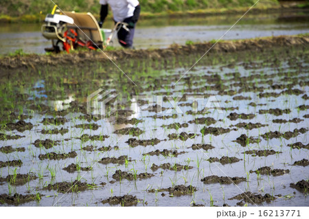 田植え 16213771