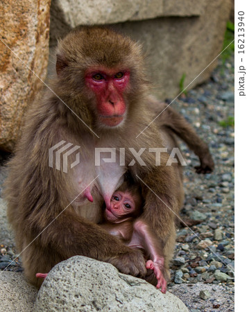 日本猿の親子 16213940