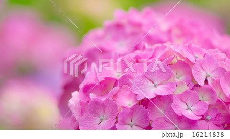 あじさい　16：9 16214838