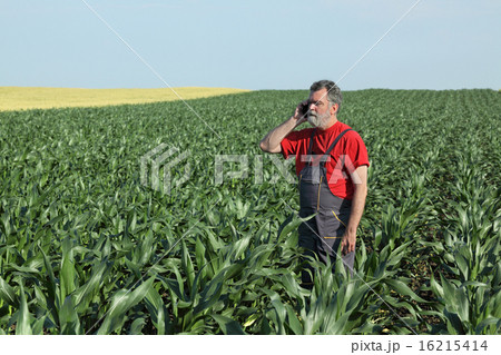 Agricultural scene, farmer in corn field 16215414