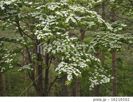 ヤマボウシの木-4 ヤマボウシの木-4 16216502