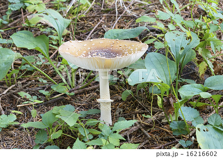 テングタケ 16216602