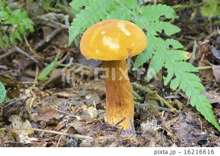 コガネヤマドリ 16216616