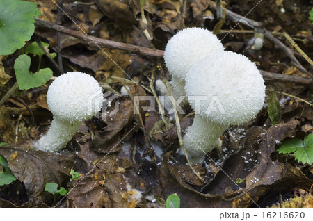 ヒメホコリタケ 16216620