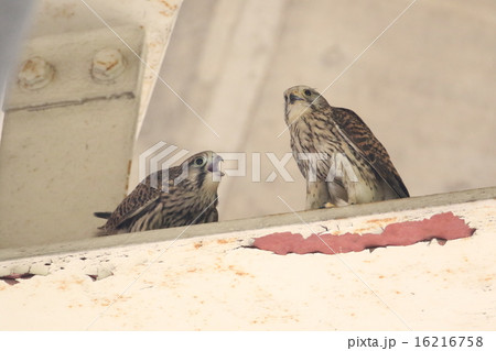 チョウゲンボウの親子 16216758