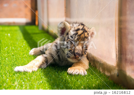 富士サファリパーク｜アムールトラの赤ちゃん 16216812