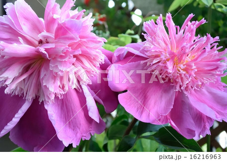 シャクヤク 16216963