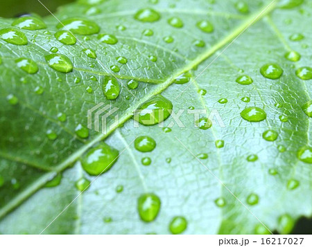水滴 水滴 16217027