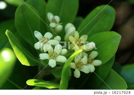 自然 植物 トベラ、丸っこくて艶のある葉が特徴の海岸性の常緑低木。良い香りの白い花を咲かせます 自然 植物 トベラ、丸っこくて艶のある葉が特徴の海岸性の常緑低木。良い香りの白い花を咲かせます 16217028