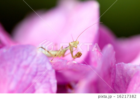 カマキリの幼虫 カマキリの幼虫 16217382