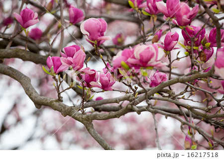 Magnolia tree blossom 16217518