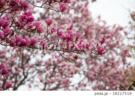 Magnolia tree blossom Magnolia tree blossom 16217519