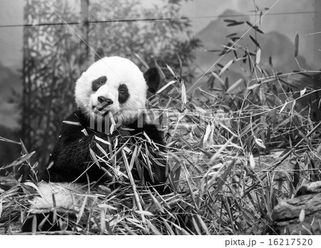 Panda eating bamboo Panda eating bamboo 16217520