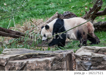 Panda eating bamboo Panda eating bamboo 16217521