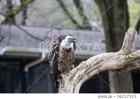 Griffon vulture (Gyps fulvus) Griffon vulture (Gyps fulvus) 16217523