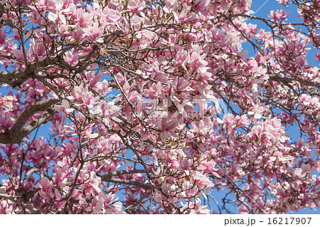 Magnolia tree blossom 16217907