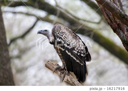 Griffon vulture (Gyps fulvus) 16217916