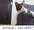 ソファで寛ぐ猫 16218007
