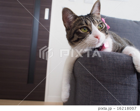 ソファで寛ぐ猫 16218007