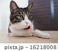寛ぐ猫 16218008