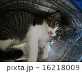 いたずら猫 16218009