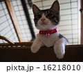 上から覗き込む猫 16218010