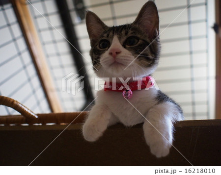 上から覗き込む猫 16218010