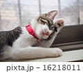 毛繕いする猫 16218011