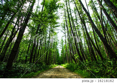 森の中に立ち並ぶ針葉樹 広角で撮影の写真素材
