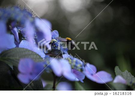 紫陽花とクマンバチ 16218316