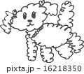 トイプードル 16218350