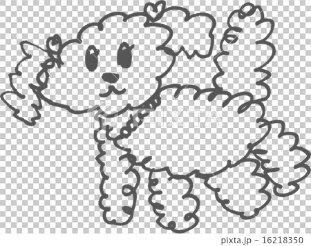 toy poodle  16218350