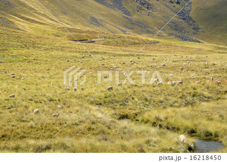 ペルー　クスコ〜プーノ　アンデアン・エクスプローラー号の車窓風景 16218450