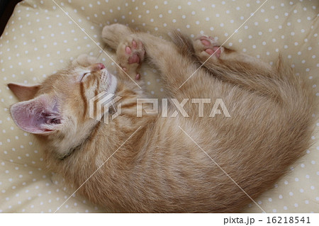 寝てる子猫 寝てる子猫 16218541