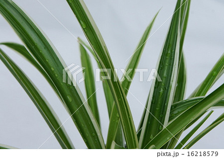 オリヅルラン オリヅルラン 16218579