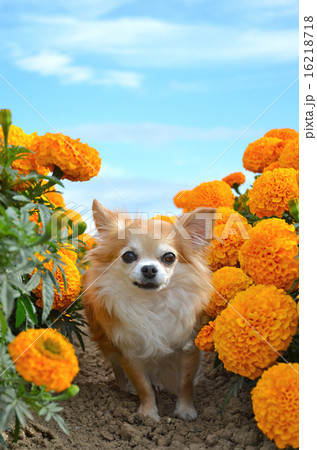 マリーゴールドの花畑の中の可愛いチワワ マリーゴールドの花畑の中の可愛いチワワ 16218718
