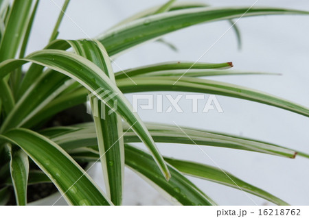 オリヅルラン オリヅルラン 16218762