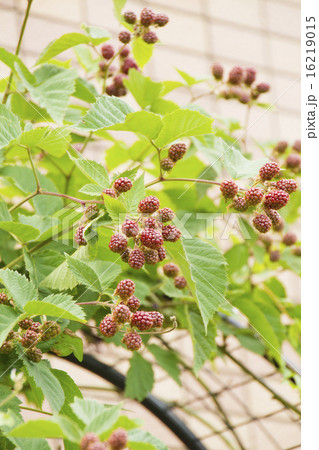 ブラックベリーの幼果 16219015