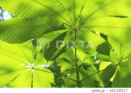 自然 植物 トチノキ、枝先の葉ひとまとめで一枚の葉になります。これを掌状複葉というそうです 自然 植物 トチノキ、枝先の葉ひとまとめで一枚の葉になります。これを掌状複葉というそうです 16219017