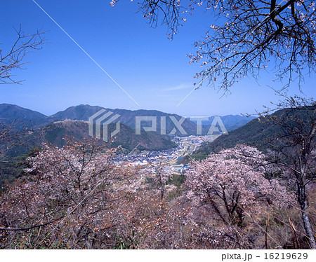 立雲峡の桜と遠景に天空の城「竹田城跡」、円山川、竹田の城下町をパノラマ眺望する絶景/「国指定史跡」 16219629