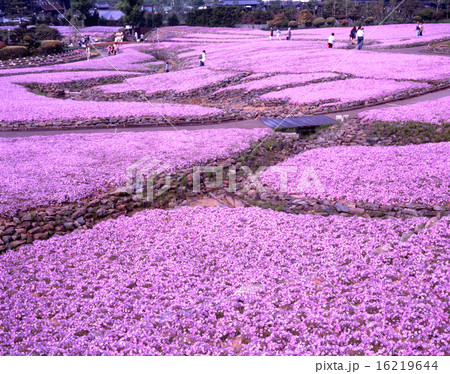 永沢寺、花のじゅうたんの満開のシバザクラ 16219644