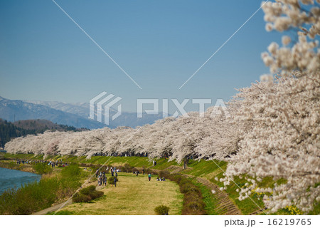 角館、檜木内川堤の桜並木 16219765